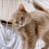 ソマリ【・男の子・2018年11月25日・フォーン】「ケージにもすりすり♡」