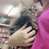 スコチン【・女の子・2019年5月21日・ブラウンタビー】「仔猫のときのまゆげ♡」