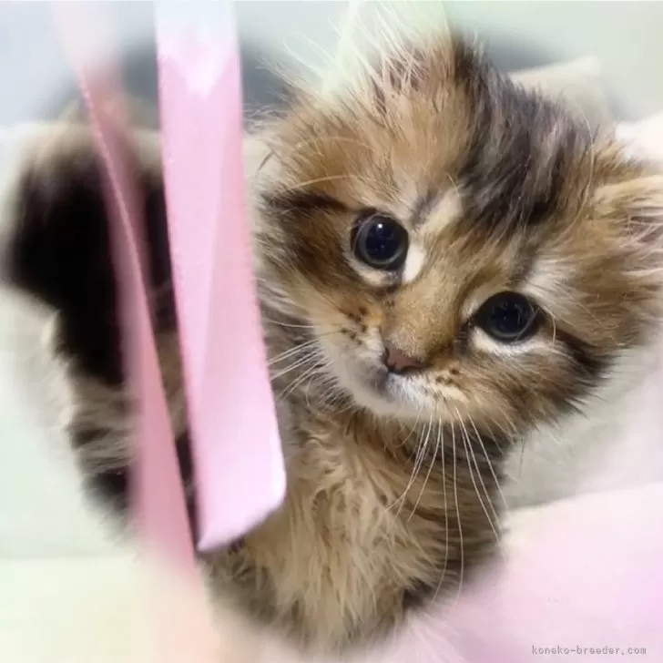 ID：2501-01706の子猫