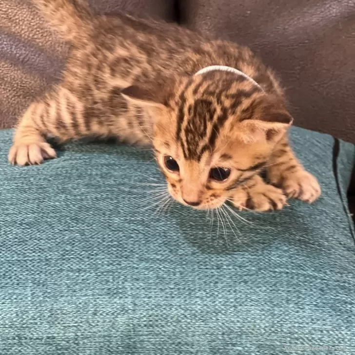 ID：2505-00487の子猫