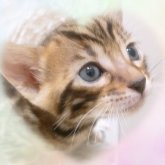 ベンガル