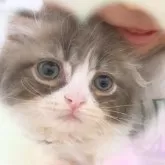 スコティッシュフォールド(折れ耳)