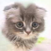 スコティッシュフォールド(折れ耳)