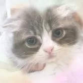 スコティッシュフォールド(折れ耳)