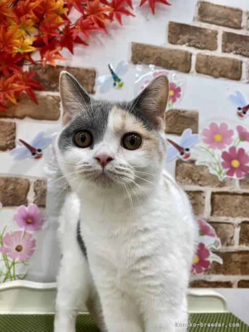 ID：2106-01002の子猫