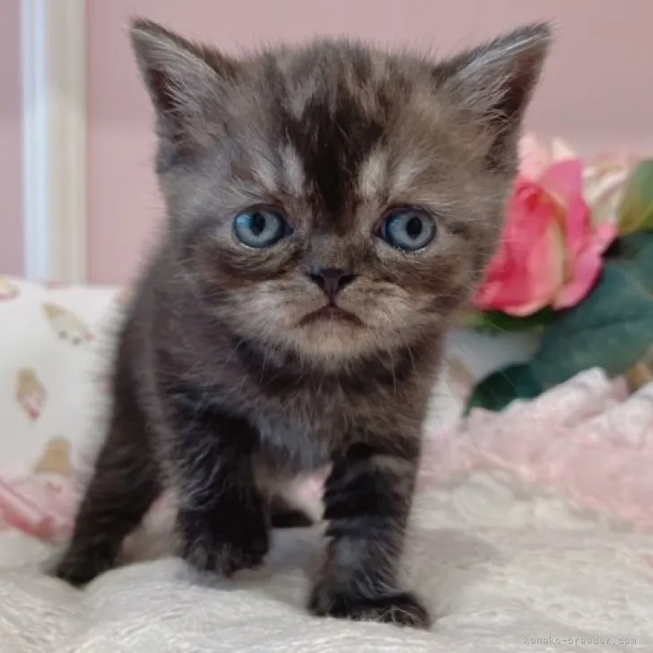 ID:2303-00690の子猫