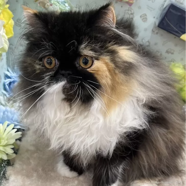 ID：2310-00382の子猫