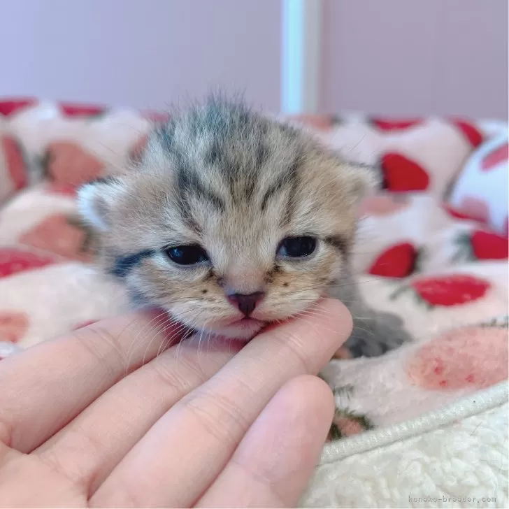 ID:2404-01435の子猫
