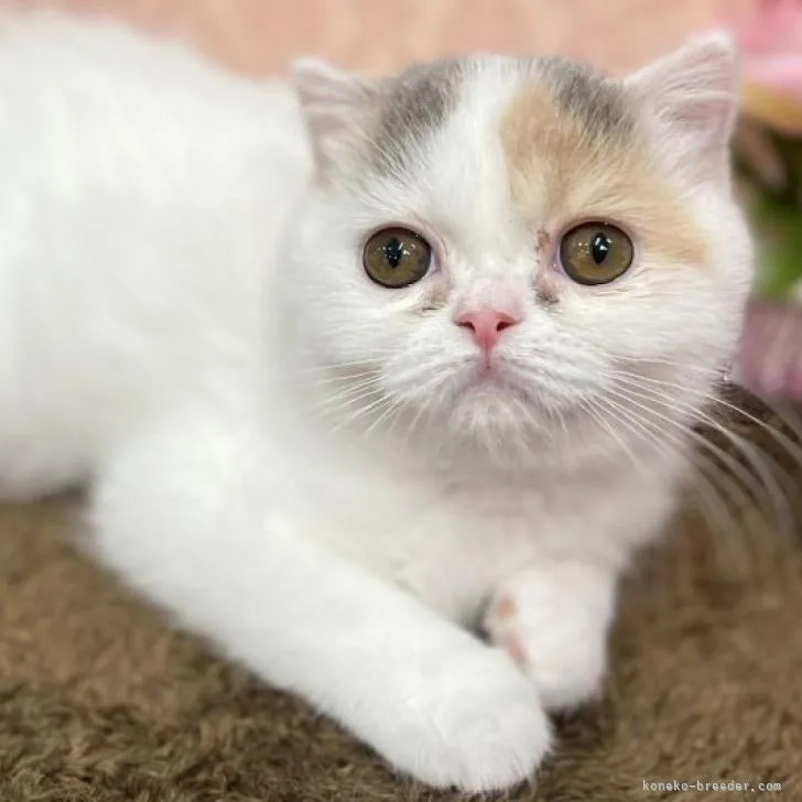 ID:2211-00584の子猫