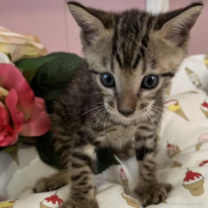 ID：2207-03106の子猫