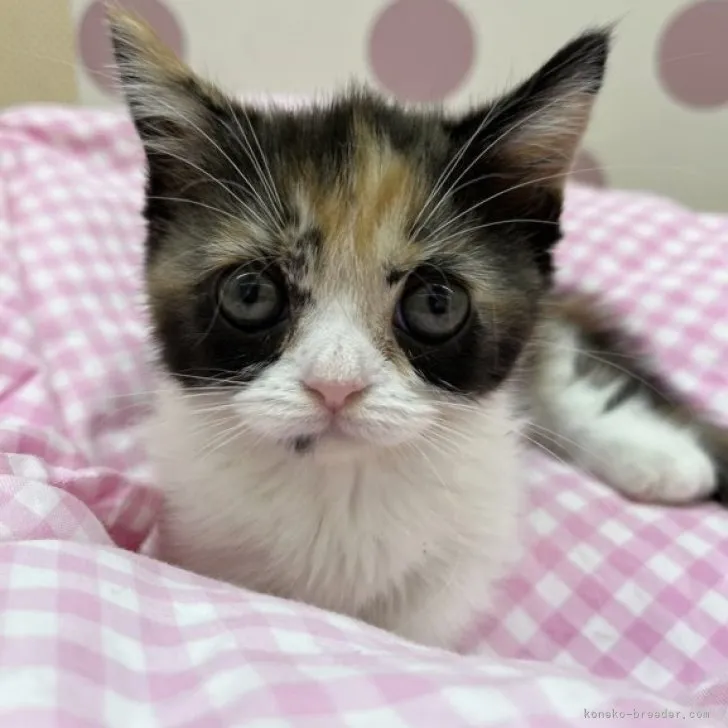 ID:2307-02045の子猫