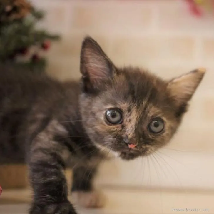 スコティッシュフォールド(立ち耳)【広島県・女の子・2022年10月14日・トーティーシェル】の写真1