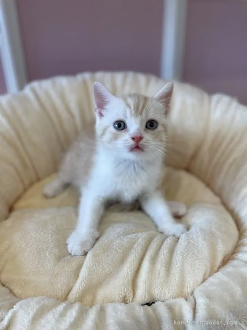 ID：2109-00946の子猫