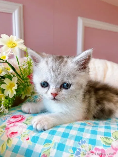 ID：2205-02750の子猫