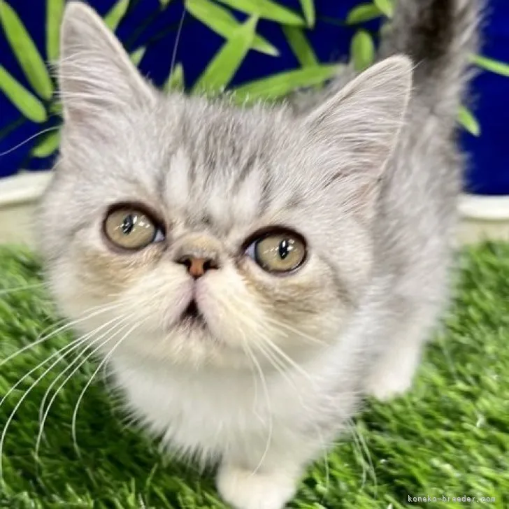 ID：2304-02124の子猫