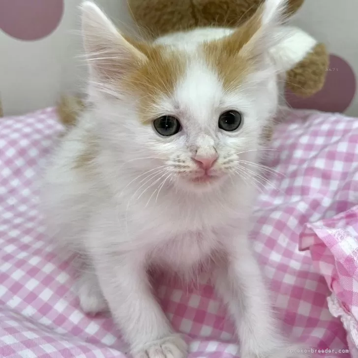ID:2402-00085の子猫