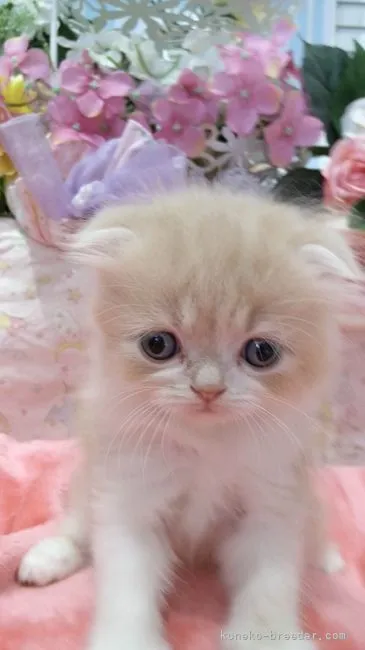 ID:2106-01535の子猫