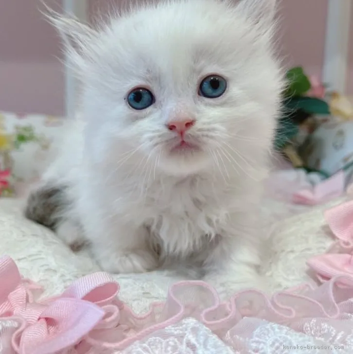 ID:2303-00660の子猫