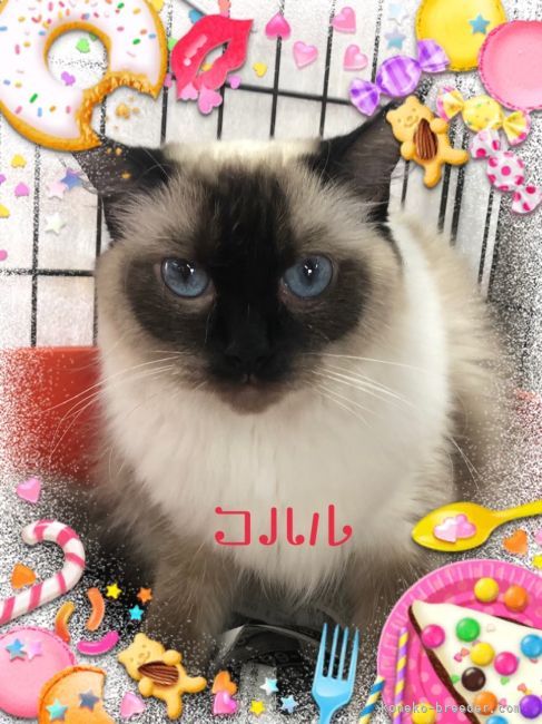 ラグドール【・女の子・2020年4月16日・シールポイント】