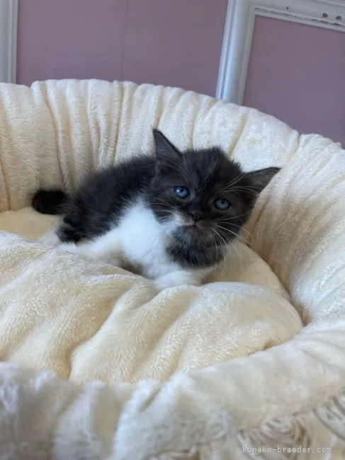 ID:2109-00931の子猫
