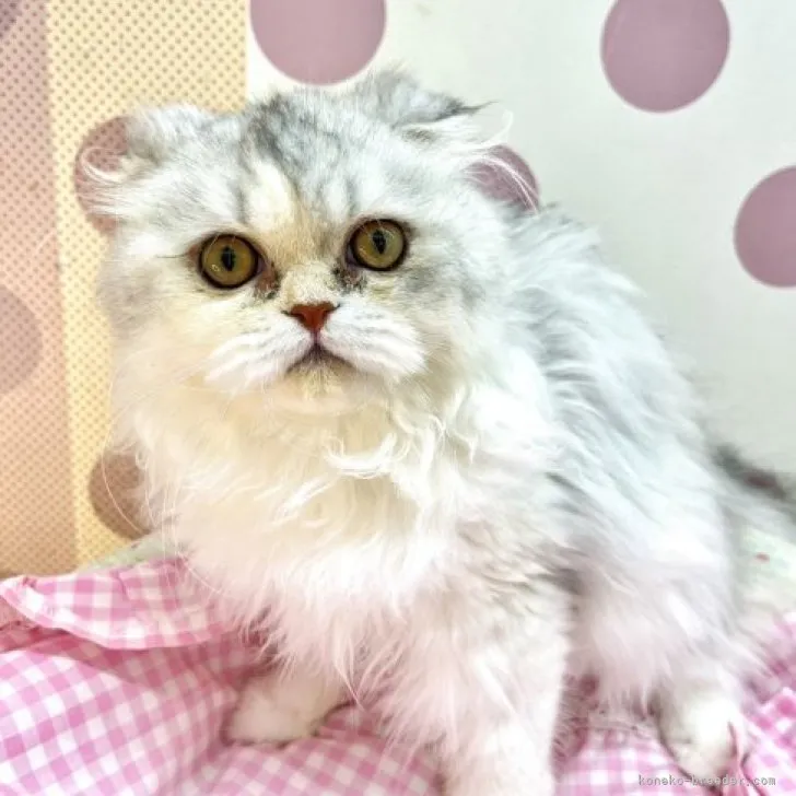 ID:2211-00780の子猫