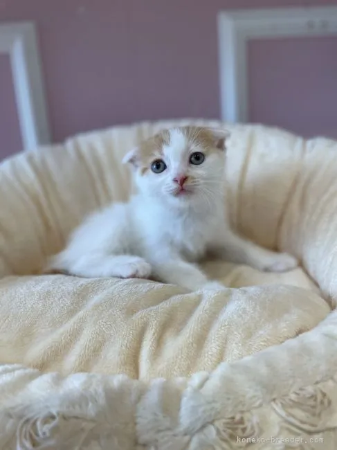 ID：2109-00949の子猫