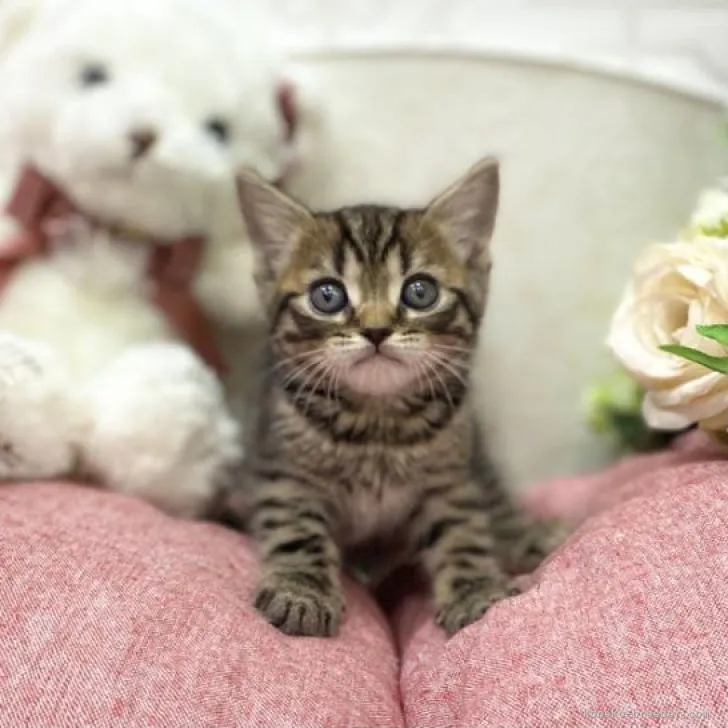 スコティッシュフォールド(立ち耳)【広島県・男の子・2022年10月14日・ブラウンパッチドタビー】の写真1