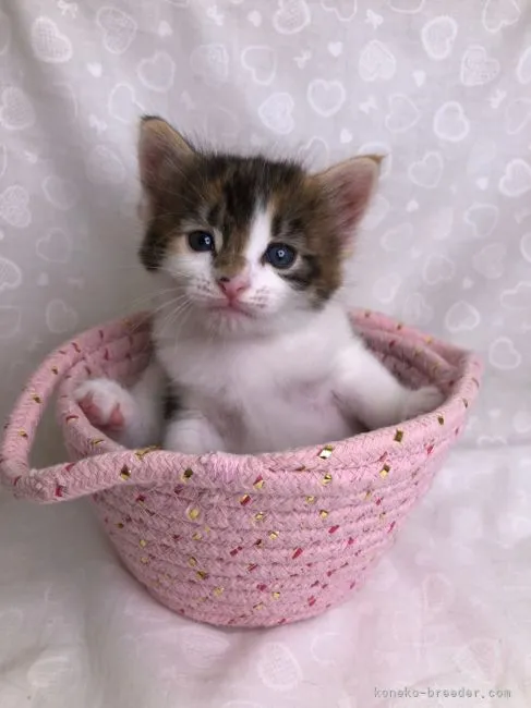 ID:2108-00309の子猫
