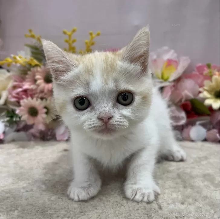 ID：2404-00843の子猫