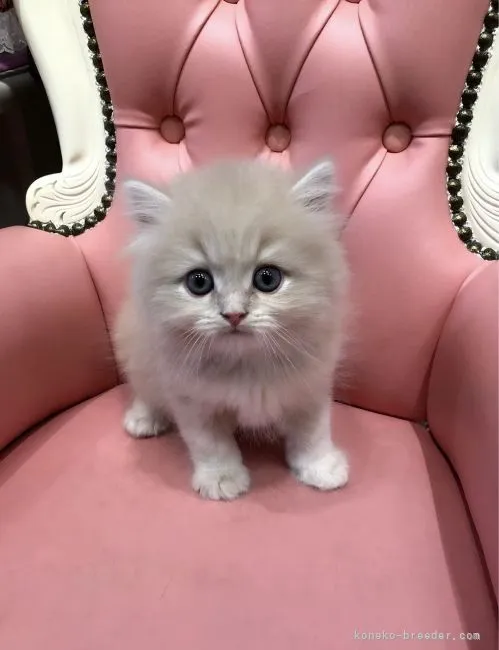 ID：2111-01962の子猫