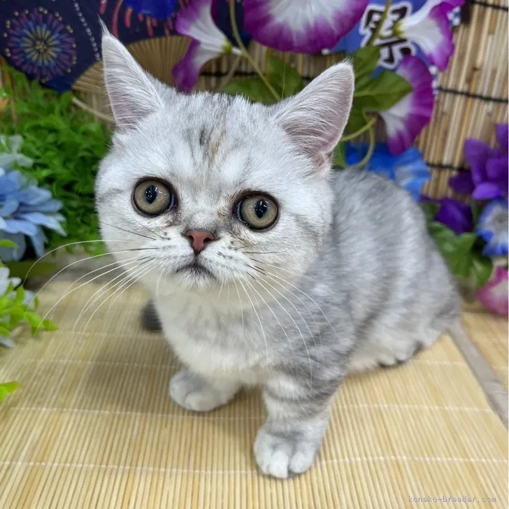 マンチカン(短足)【広島県・女の子・2023年4月7日・シルバータビー】の写真1