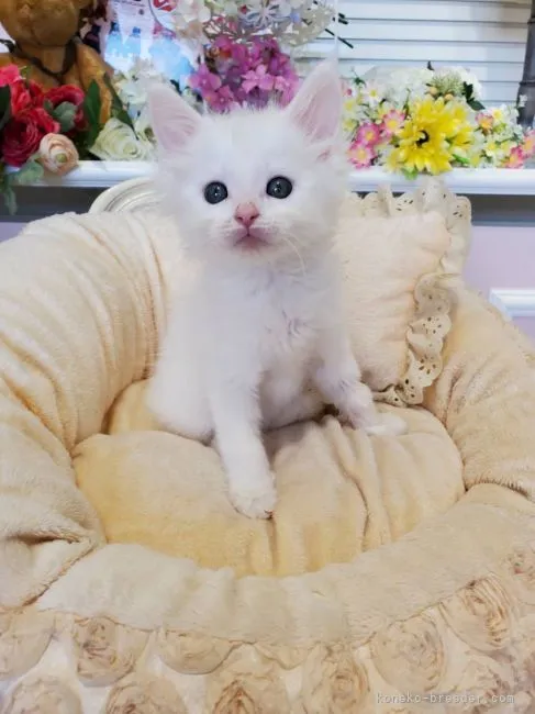 ID：2202-01184の子猫