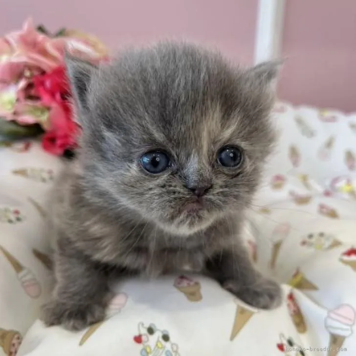 ID:2302-00144の子猫