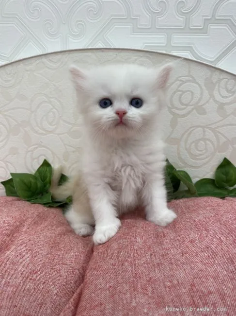 ID：2111-00091の子猫