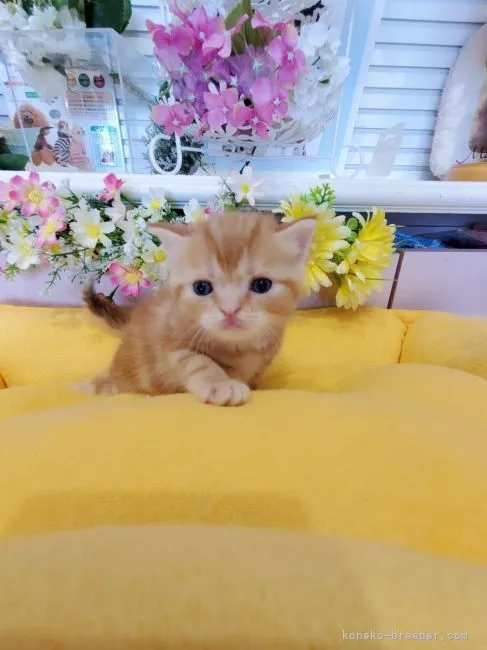 ID：2108-01597の子猫