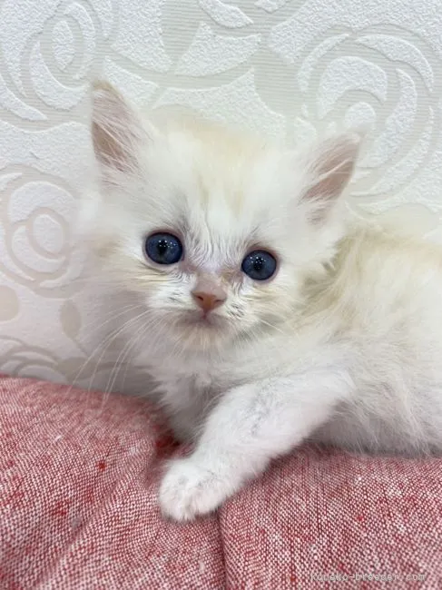 ID：2106-01006の子猫