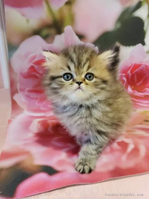 ID：2112-00247の子猫