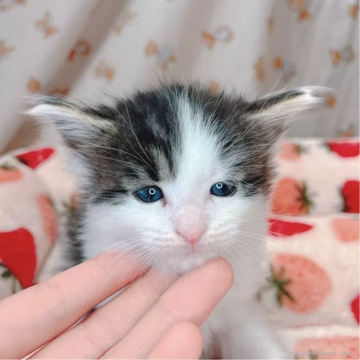 ID:2402-00082の子猫