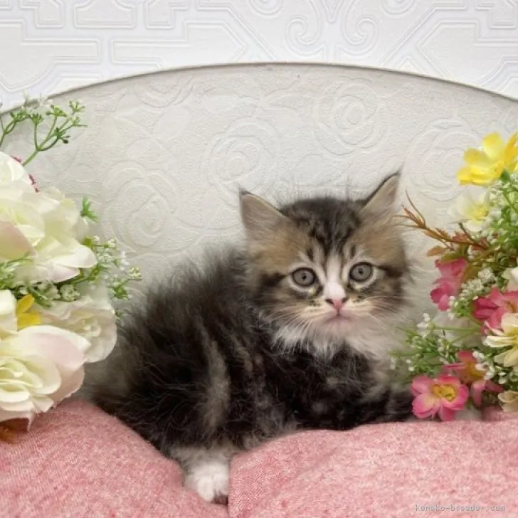 ID：2303-00658の子猫