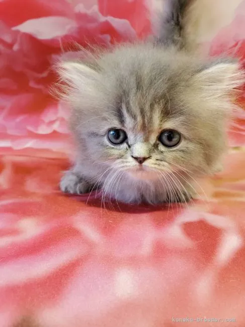 ID：2112-00251の子猫