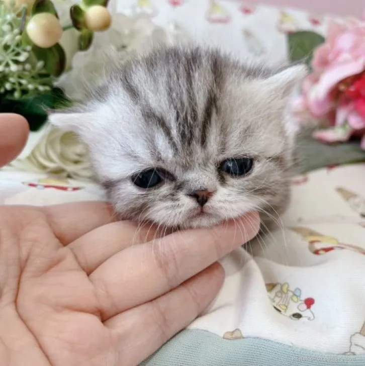 ID:2304-02119の子猫