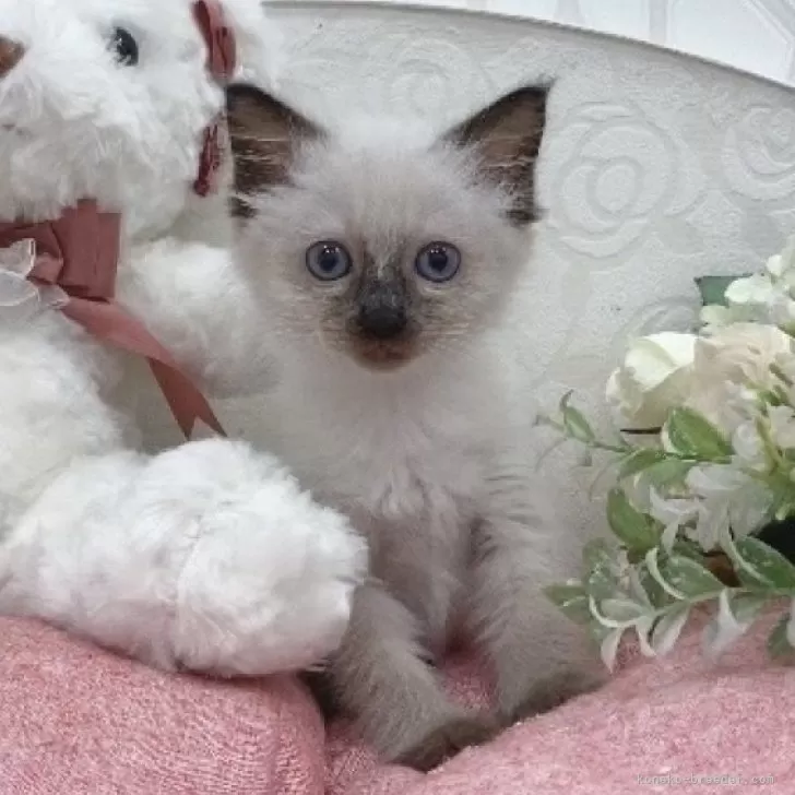 ID：2403-00921の子猫