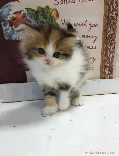 ID:2112-00636の子猫