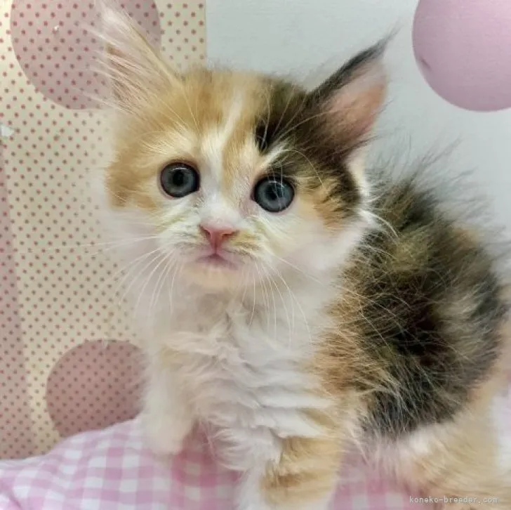 ID：2308-01054の子猫