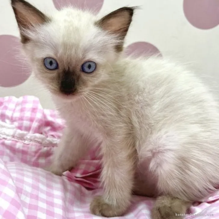 ID：2308-01087の子猫