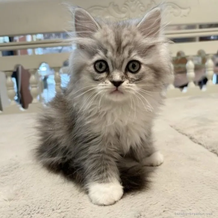 ID:2310-02180の子猫