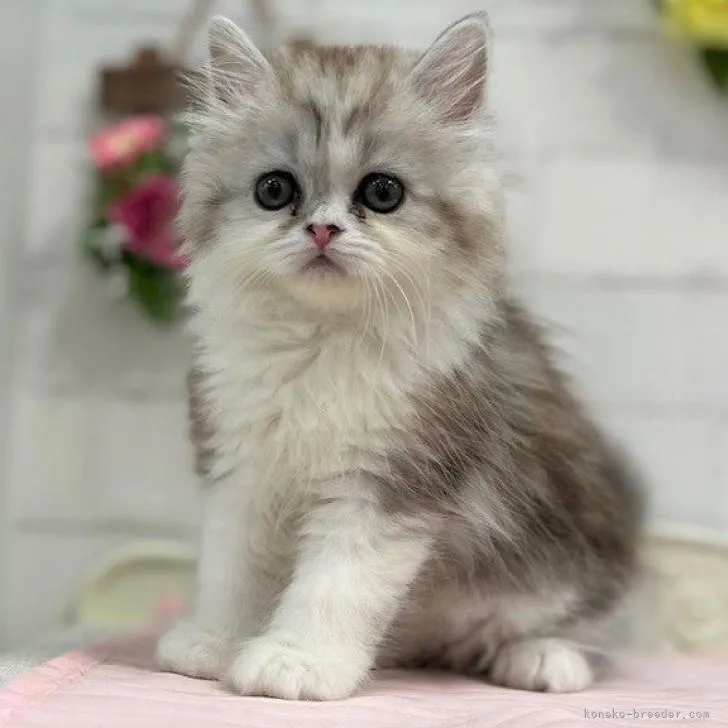 ID：2206-00852の子猫