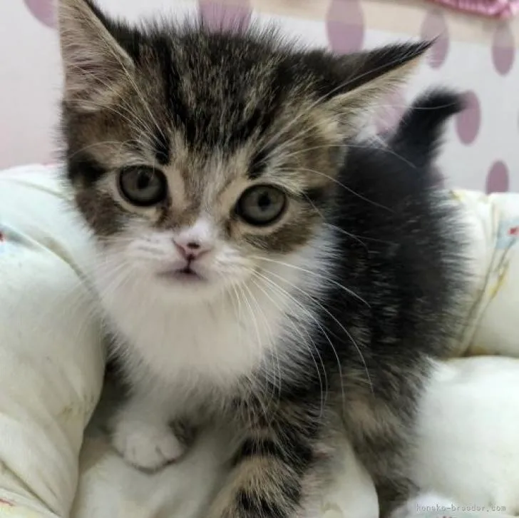 ID：2210-03150の子猫