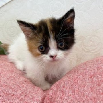 マンチカン【広島県・女の子・2023年6月23日・キャリコ】の写真「美人なお顔♪短足ちゃんおっとりです」