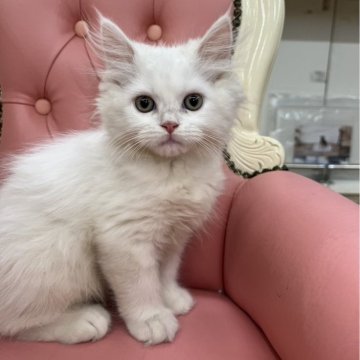 メインクーンとペルシャのミックス【広島県・男の子・2024年5月7日・ホワイト】の写真「白兄弟君の中できりっとお目目のイケメン君」